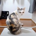 『この音は…今だ！！』猫ちゃんがこだわる水飲み場