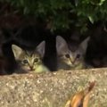 茂みからひょっこりと顔を出した『子猫』→声をかけると……まさかの出会…