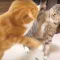 姉猫ちゃんに戦いを挑むが倍返しされちゃった猫ちゃん