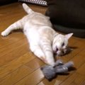 母性？狩猟？猫ちゃんの本心はどっち！