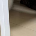 椅子の下にいた『2匹の猫』→同じ方向をじっと見つめていて…嫌な予感がする…