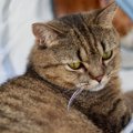 猫に対して『嫌がらせ』になる飼い主の生活習慣5つ