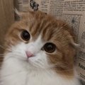 猫が飼い主にしか見せない仕草５つ