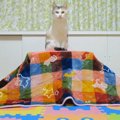 いよいよコタツのお出まし！組み立て中も猫ちゃんワクワク♪