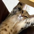 寝ている猫を見たら、信じられないほどに伸びていて…『まさかの格好』に爆…