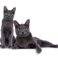 コラットの目の色は何色？ペリドットグリーンの特徴や子猫からの変化も解説