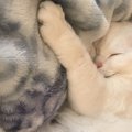 猫の寝る場所でわかる『飼い主への信頼度』５選！今すぐ猫の位置をチ…