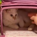 学校の準備をしたい女の子→『ランドセルの中にいる猫』を出そうとした…