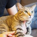 猫の飼い主が『言いなり』になりがちな3つのこと