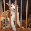 これが”高猫圧”？！ごはんで豹変する猫ちゃん