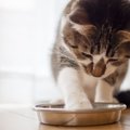猫が『食器からご飯を出して食べる』ときの理由4つ　食べにくさが原因？見…