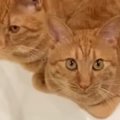 洗い物をしていると、2匹の『茶トラ猫』がやって来て…たまらなく可愛い光…