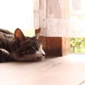 猫が素っ気ない態度を取る4つの理由