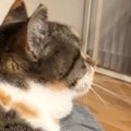 『当たり前のように乗ってくるけど…』大きくなっても『甘え方が変わらない…
