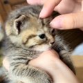 ミルクを飲んで『お腹いっぱいの子猫』→撫でられていると…胸キュン間…