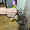 猫の『性格』はどう決まるの？考えられる要因5つ！