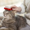 猫ちゃんのブラッシングは日常生活に必要？その訳とは…