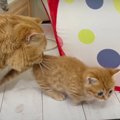 子猫ちゃんの初脱走♪ソワソワしちゃうパパ猫とママ猫