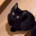 逃げたり隠れたりしていた元野良猫…涙が出るほど尊い『1か月後の光景…