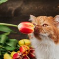 チューリップは猫に絶対NG！命に関わる春の花５つ