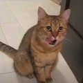 猫さんの独り言をアプリで翻訳してみた結果…　飼い主さんへの愛が凄か…