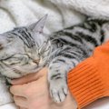 猫が『飼い主だけにする』5つの行動　信頼されている証？応え方のポイ…