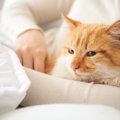 愛猫が飼い主さんと一緒に寝たがる理由3選　至福のひととき…猫も幸せ…