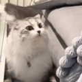 飼い主が帰宅すると、家の匂いを『くんくん』し始めた猫→『笑撃の展開…