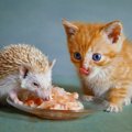 猫とハリネズミを一緒に飼う事はできる？注意する3つの事