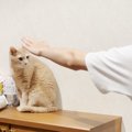 お兄ちゃんが修学旅行から帰ってきたら、猫が……まさかの『愛おしすぎ…