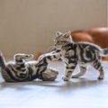 『社会化期の子猫』に慣れさせておくべきこと3選　性格形成にも影響が？大…