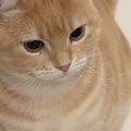 最近お風呂によく『猫の毛が浮いている』と思ったら…愛猫がしていた&q…
