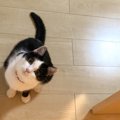 猫が飼い主を「出待ち」する場所４つとその理由