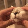 猫の心と体をポカポカにする方法５つ