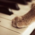 類まれな才能で聴く人を魅了し続けた、野良出身の「天才ピアニスト猫…