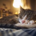 猫の体が『震えている』ときの原因4つ　病気の可能性から取るべき対応まで…