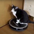 猫ちゃんライダー、ルンバに乗るのはもう卒業？！