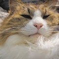 ご満悦な猫ちゃんの"ゴロゴロ音"を最高の音質で♪