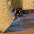 『人間不信な猫』に対して避けるべきNG行為5選　警戒してしまう理由や正し…