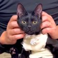 『さわれない』と返されてしまった２匹の猫→服のほつれをハサミで切ろうと…