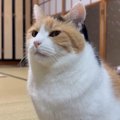 ひとり遊びの最中に『テレビが気になった三毛猫』→映っていたのは…可…