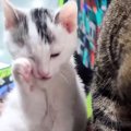 『保護した子猫』を家に連れて帰ったら…先住猫が見せた『まさかの行動』に…