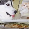 犬猫に生まれて初めて『さんま』を食べさせた結果…想像以上の反応が可…