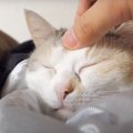 猫ちゃんを寝かしつけたい！パパさんに撫でられると…？