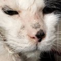 ボロボロだった野良猫を保護して１年…同じ猫とは思えない『現在の光景』に…