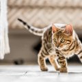 猫の『トラウマ体験』に繋がる飼い主のNG行動5つ