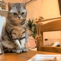 「くっさー！」初めての納豆に猫ちゃんイカ耳！