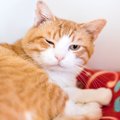 猫の『目の様子』からわかる3つの心理　変化する理由や気持ちを見分けるポ…