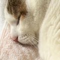 気持ちよさそうに眠る猫を見たら、ボディが…もはや猫に見えない『まさかの…