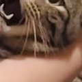 大っ嫌いな『爪切り』を頑張る猫→表情が…この世の終わりのようなリアクシ…